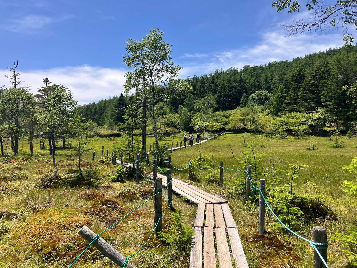 遊歩道で湿原を一周します