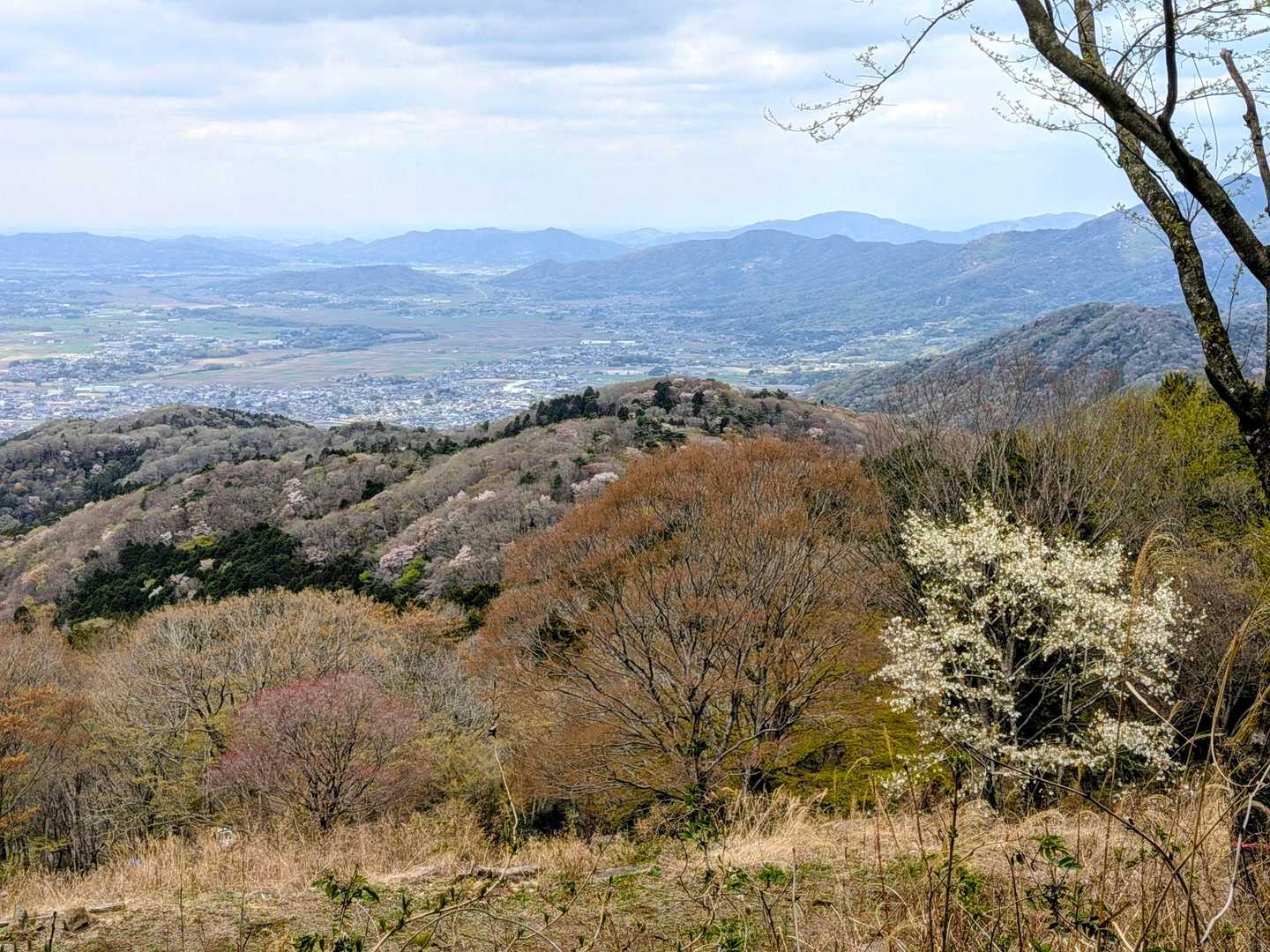 ほんの少し桜が残ってる🌸