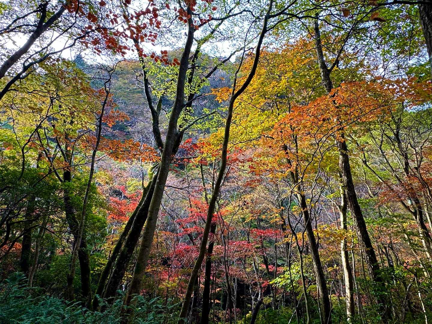 甲津畑登山口-杉峠-杉峠ノ頭-イブネ-クラシ 往復コースの写真
