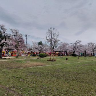 飯能中央公園
桜祭りかな？