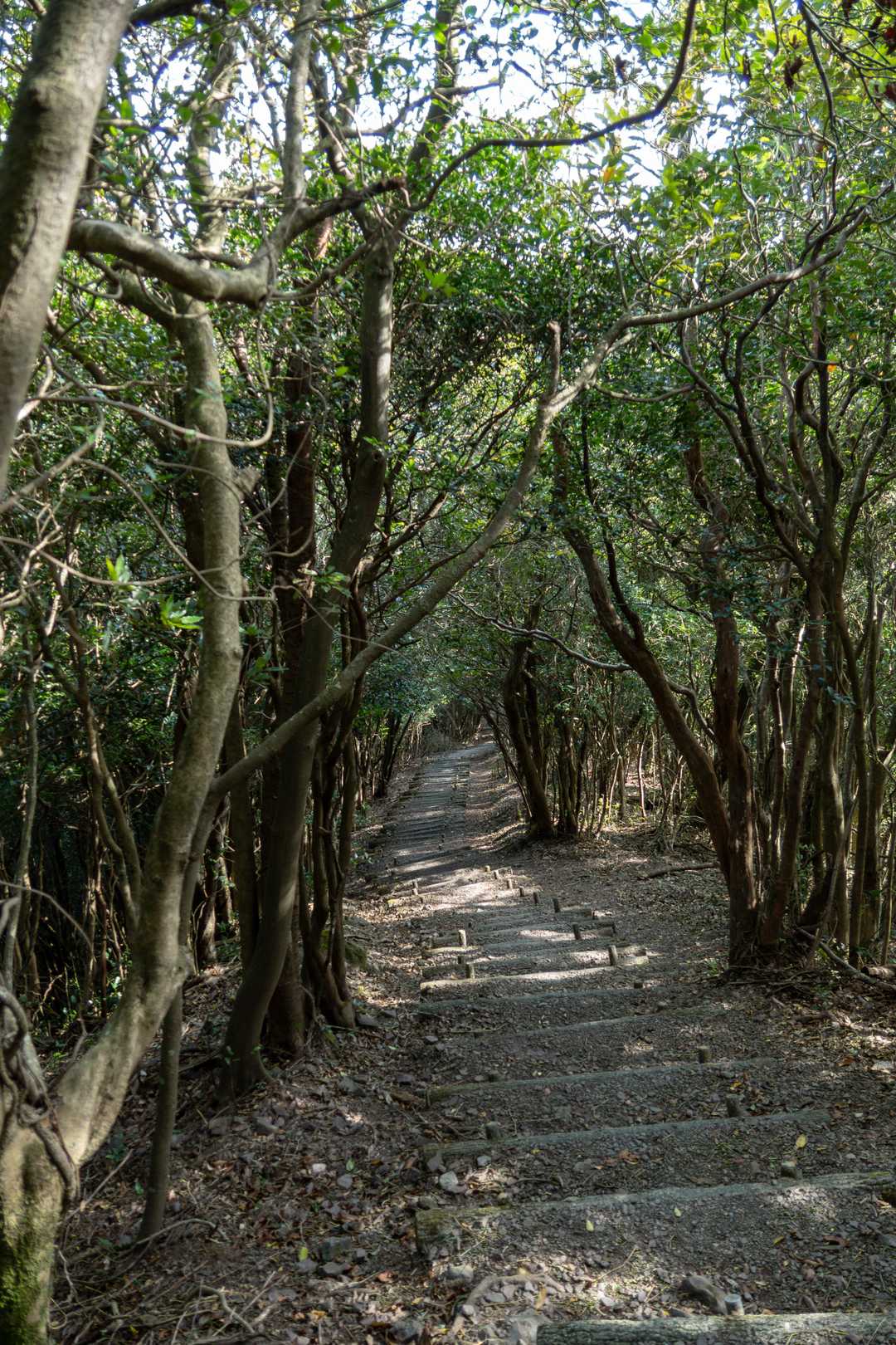 鋤先山から雌鋤先山に向かう登山道も綺麗に整備された階段続きます