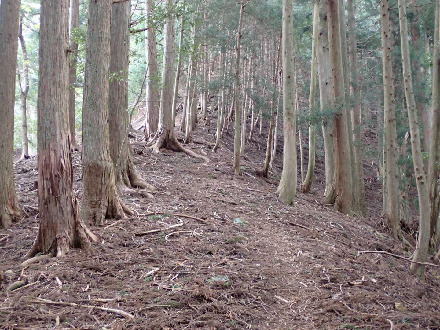 小舟伏山まで急登がつづきます😓
写真では分かりずらいですが急登です
