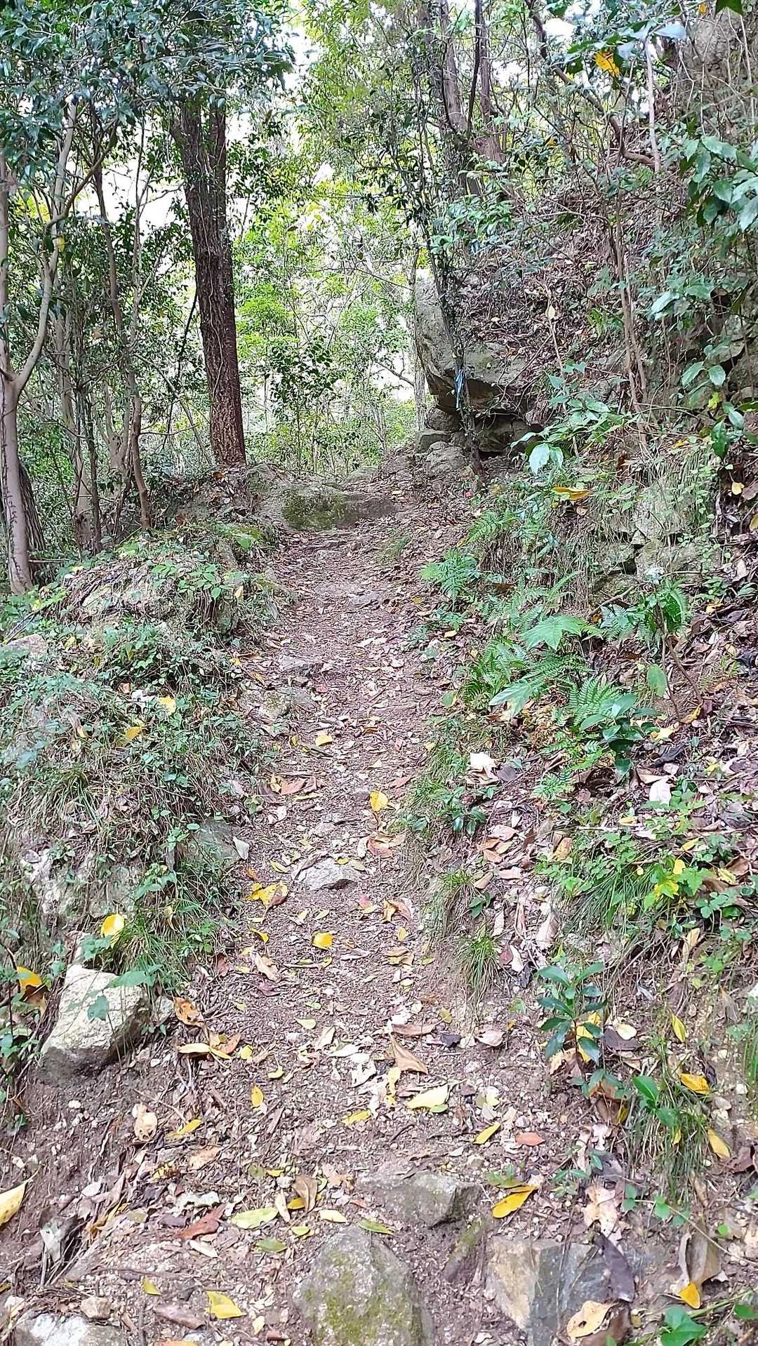 登山口付近はしばらくは普通の山道