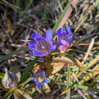 まぁ．．．．途中
リンドウ〜センブリの花が
　　沢山咲いてます