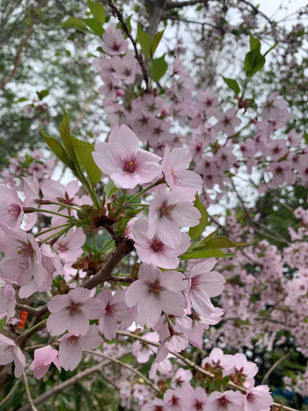 🌸が咲いてる場所もちらほら✨✨