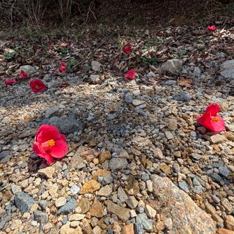 椿がぼたぼた落ちていてドキッとする