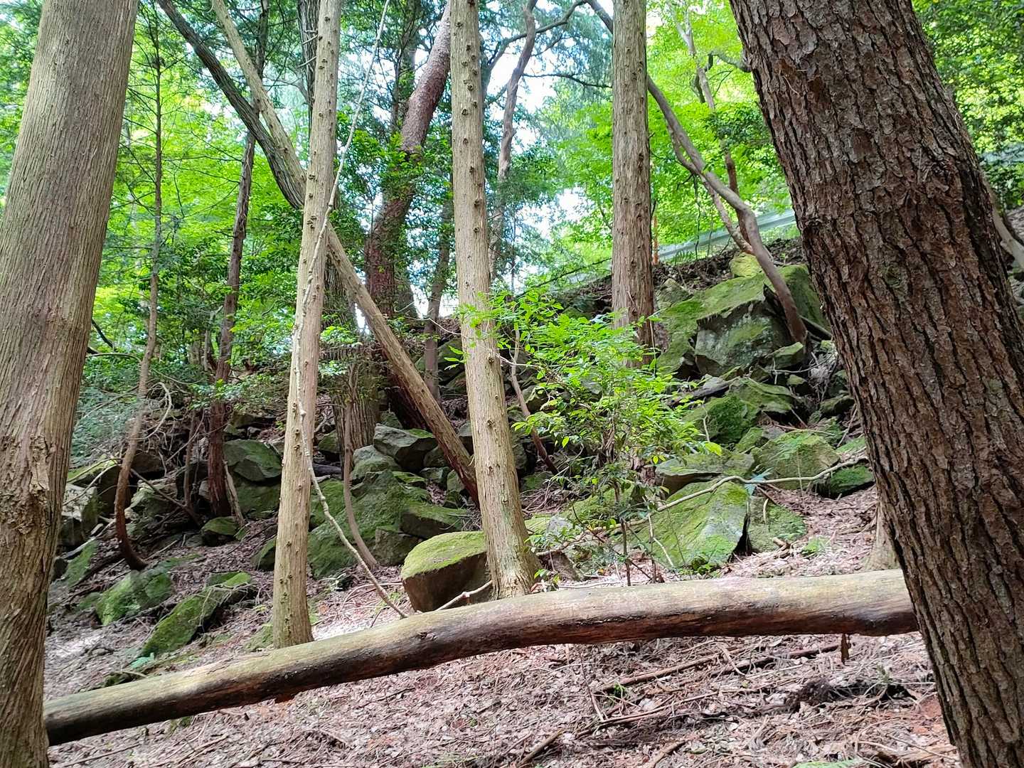 石垣だったのかな🤔
だいぶ崩れてる　