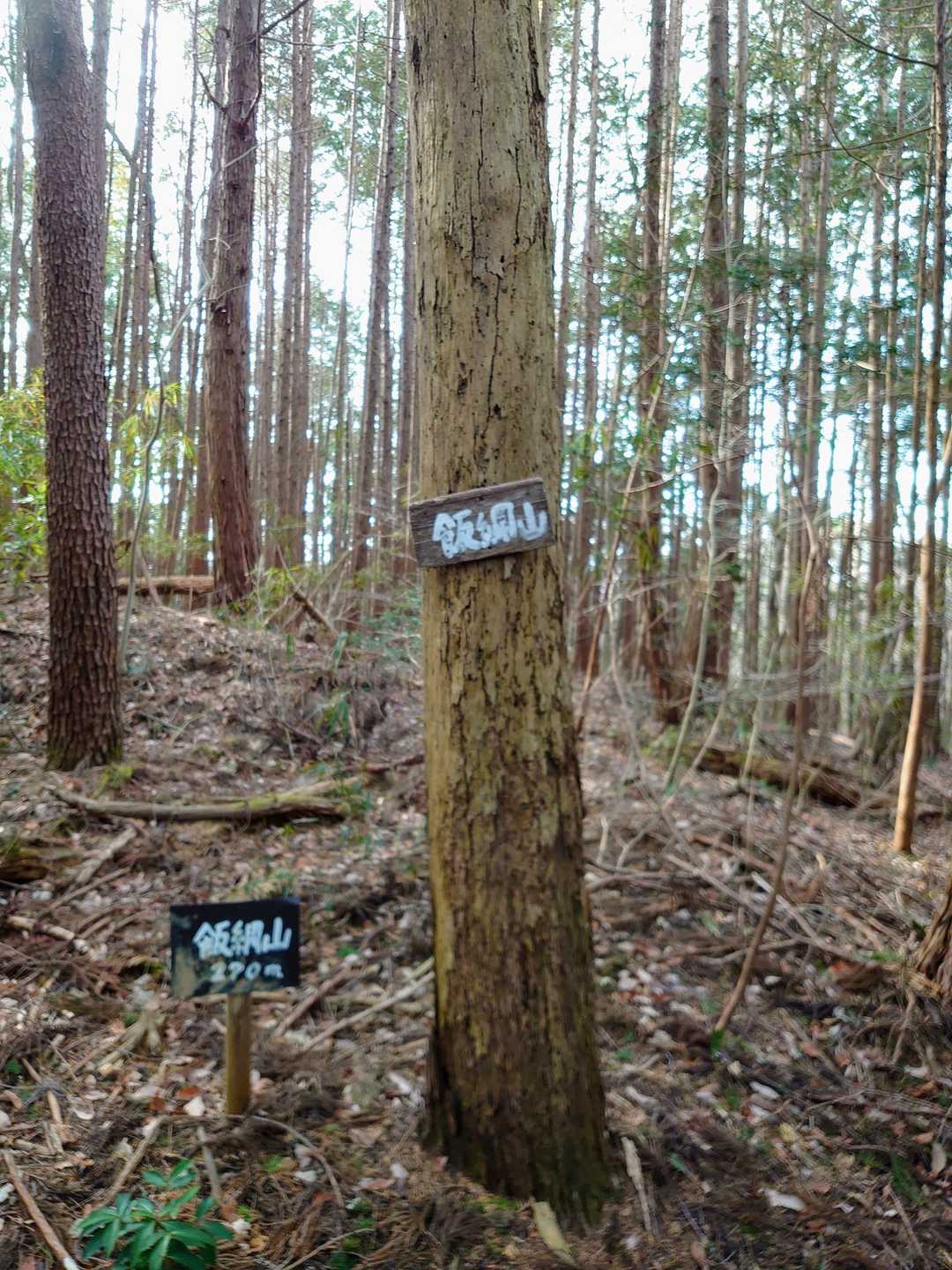 飯網山、こちらも展望なし💡