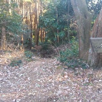 ぐみの木峠から下山