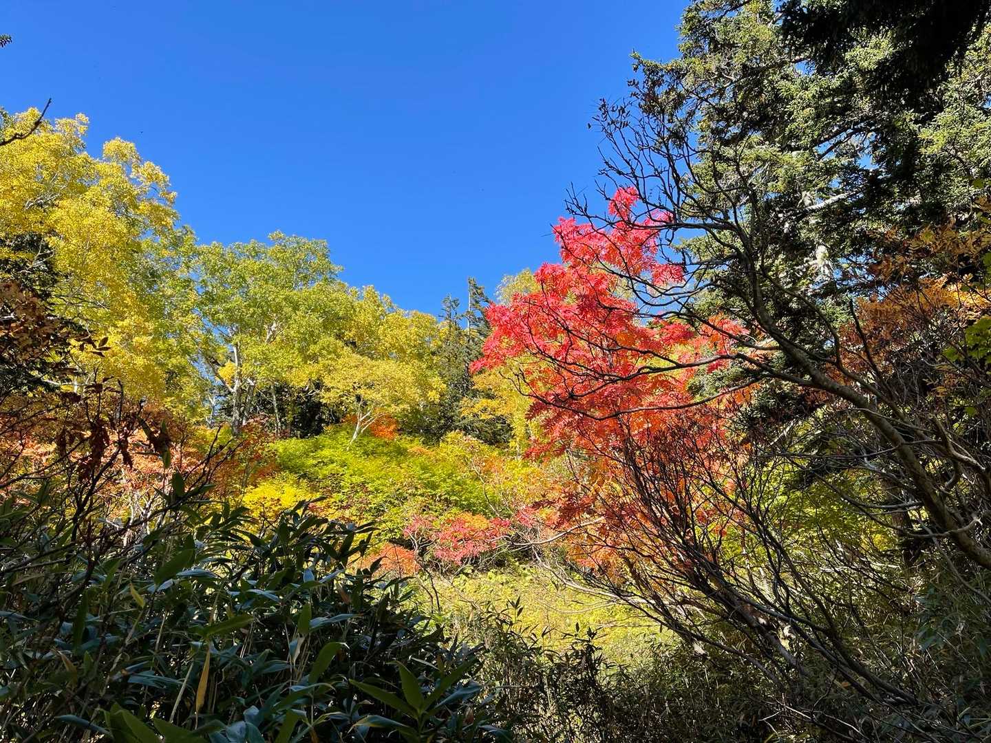大雪高原山荘発着｜水鏡を楽しむ沼めぐり往復コースの写真