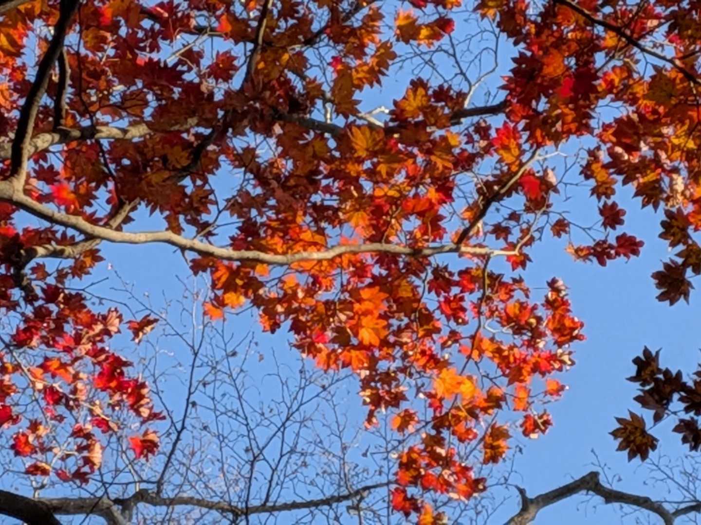 ちょっとだけ残ってた🍁