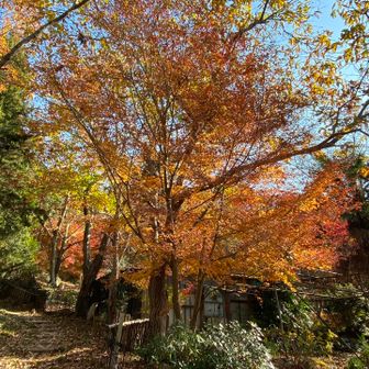 紅葉がキレイ🍁