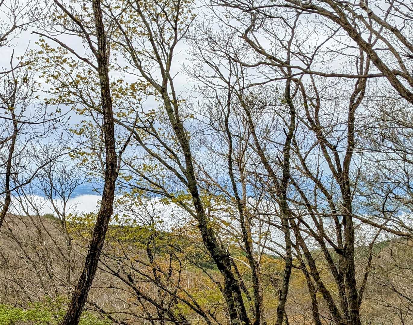 ウグイス坂で振り返ると雲海が見えました。
山頂からだともっと綺麗に見えたでしょう