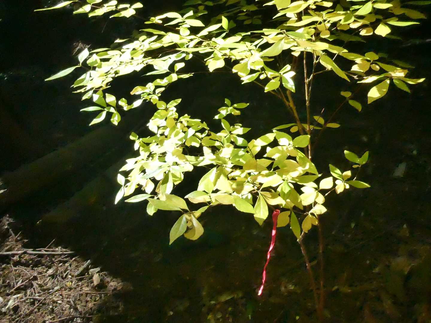 山道に日の光が差し込むと"葉"も