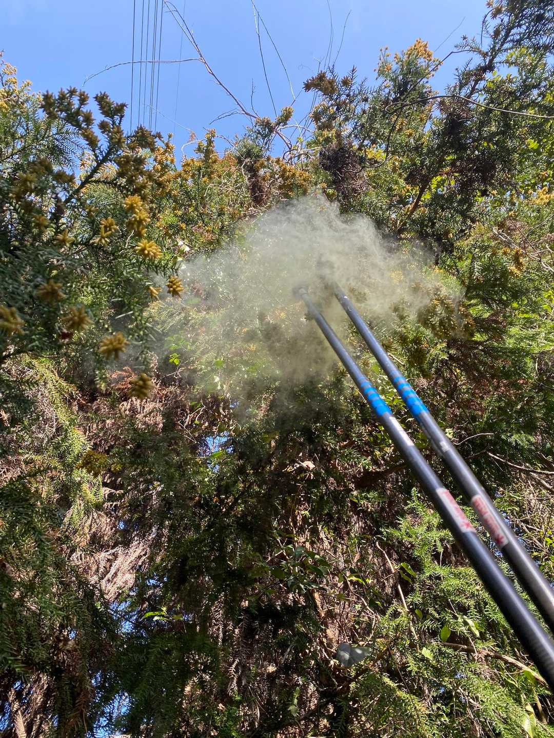 花粉が飛んでいるのが見えたんで、杉の木🌲ポンポンしてみると😳
凄い花粉😱