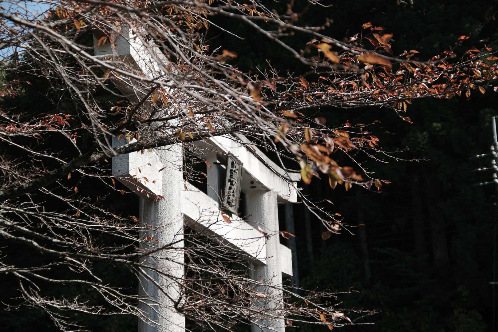 熊野神社から登るのは5年ぶり。そんなに来てなかったっけ🤔
この鳥居の上にスズメバチ🐝の巣があります⚠
