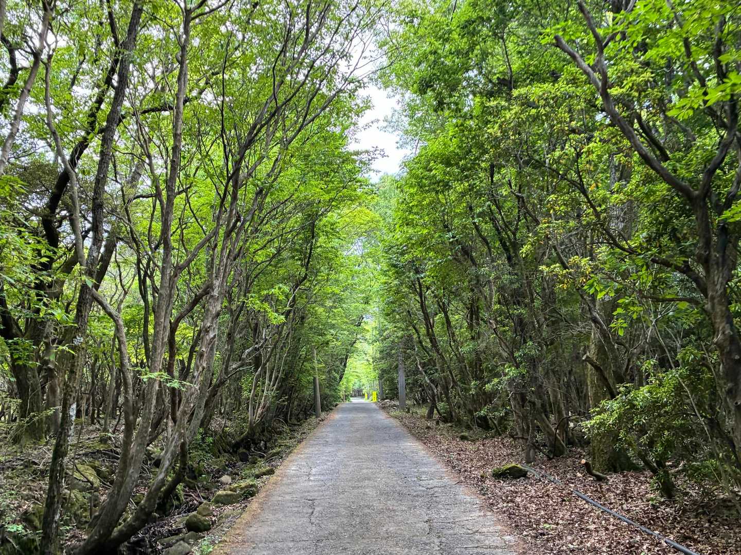くじゅう登山口-くじゅう登山口バス停-指山自然観察路分岐登 往復コースの写真