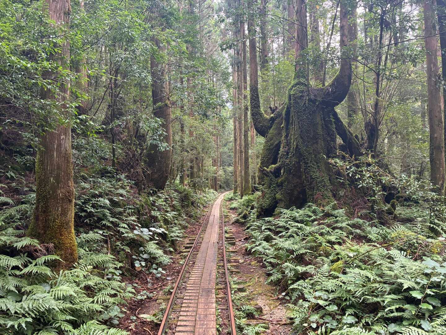 荒川登山口-ウィルソン株-縄文杉 往復コースの写真