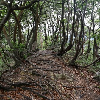 木の根っこ剥き出しの道を下っていくと、