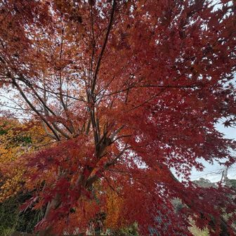 かろうじて残っていた紅葉。紅葉見納めかなあ