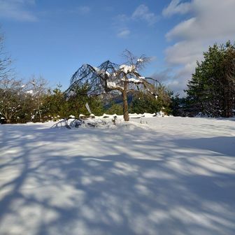 雪がなかったら留めれた駐車場