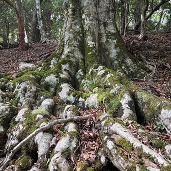 タコの足みたい
