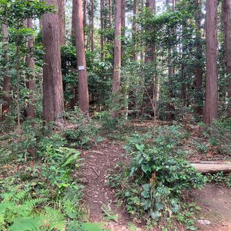根っこ山は巻き道があって普通に歩くとパスしてしまう。
一応ピークハントしたが、別による必要ない。
だから巻き道でパスする道が作られたんだろう。