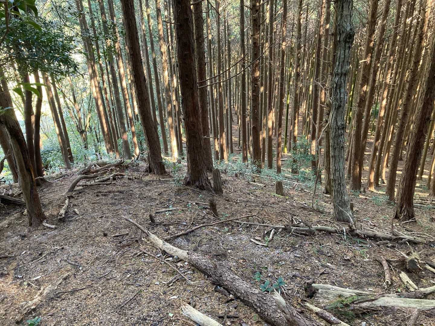 踏み跡を辿って歩いてたら、なんか変！！ルートミスしてたー💦

すぐ下に登山口近くの茶畑、道路も見えてる
等高線の間隔が広く、平坦な道と分かるので　そのまま進むことに🚶‍♀️
（先が見えず、等高線が狭いなら引き返してました）