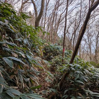 随分笹ってきたなぁ
どうなることやら