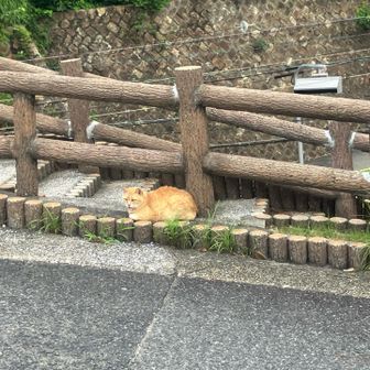 ニャンコ先生🐱怒ってます❓