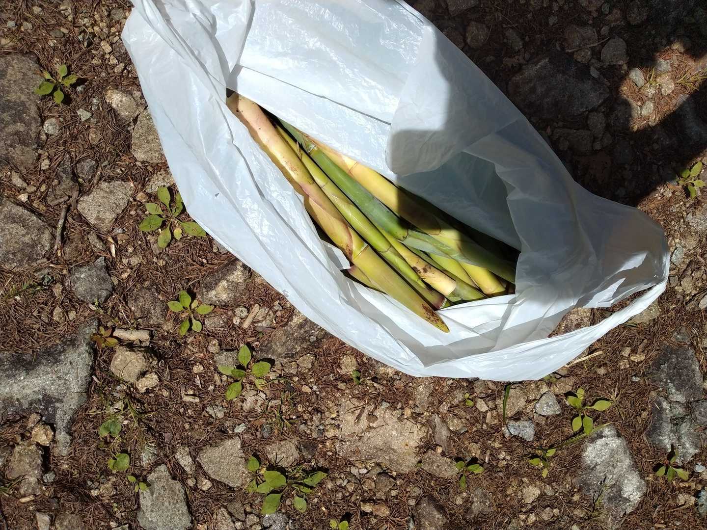 登山者より、姫タケノコ取って居る人が多かった！(笑)

まねして、取ってみました！