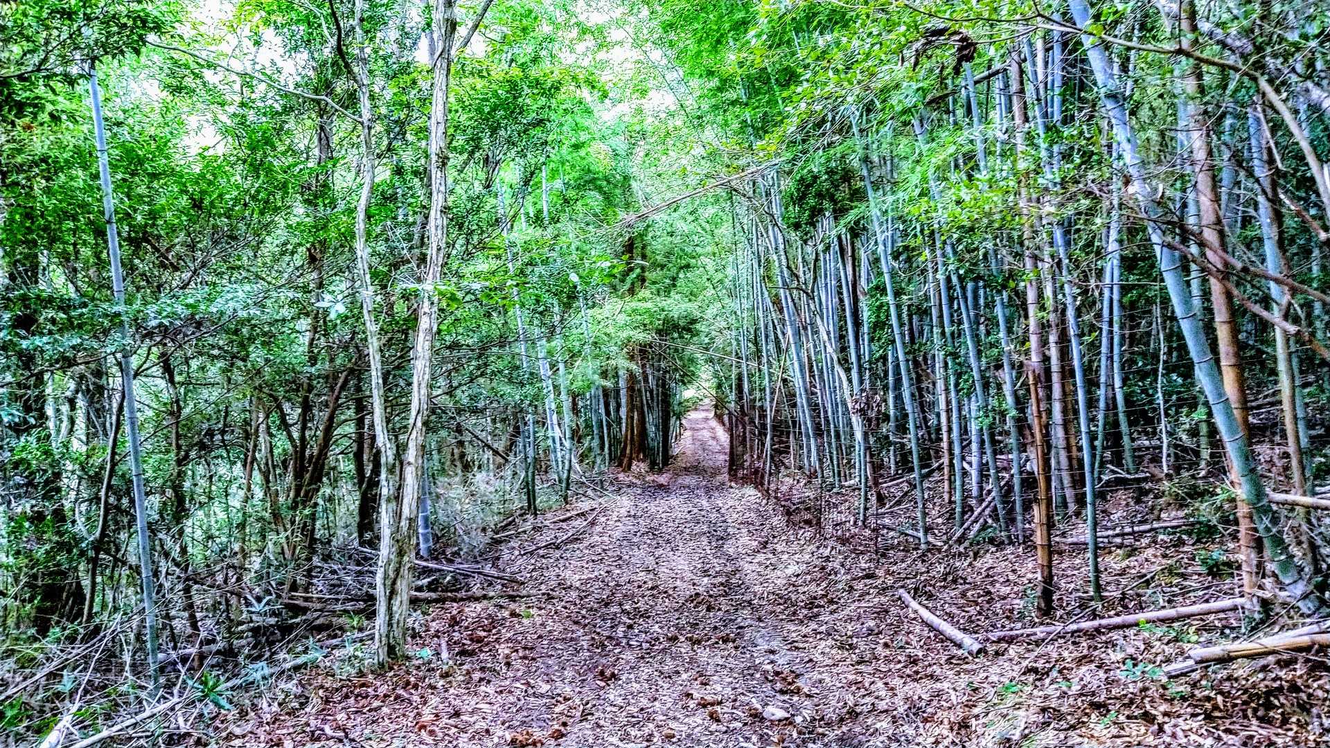 竹林ロード🤩
