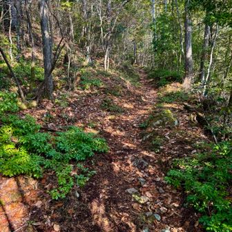 歩きやすい道が続く