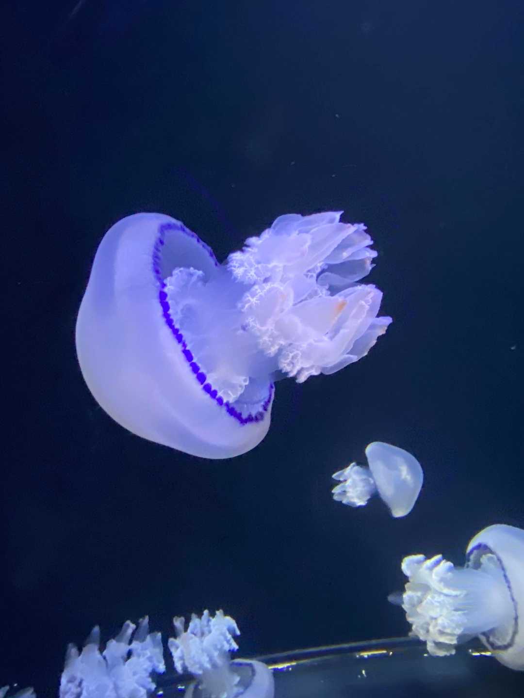 加茂水族館へクラゲ🪼を観に行ってきまし / sanaviさんのモーメント