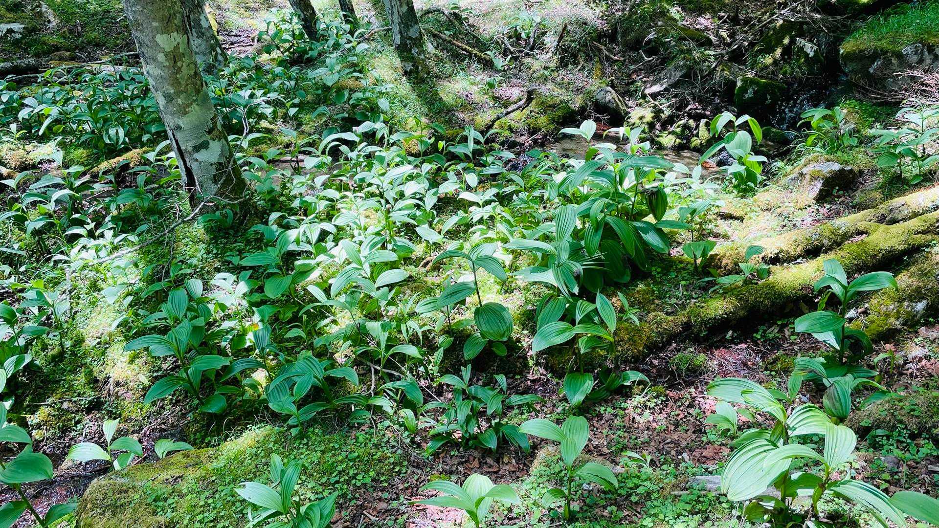 バイケイソウがすごいけど虻だらけでして