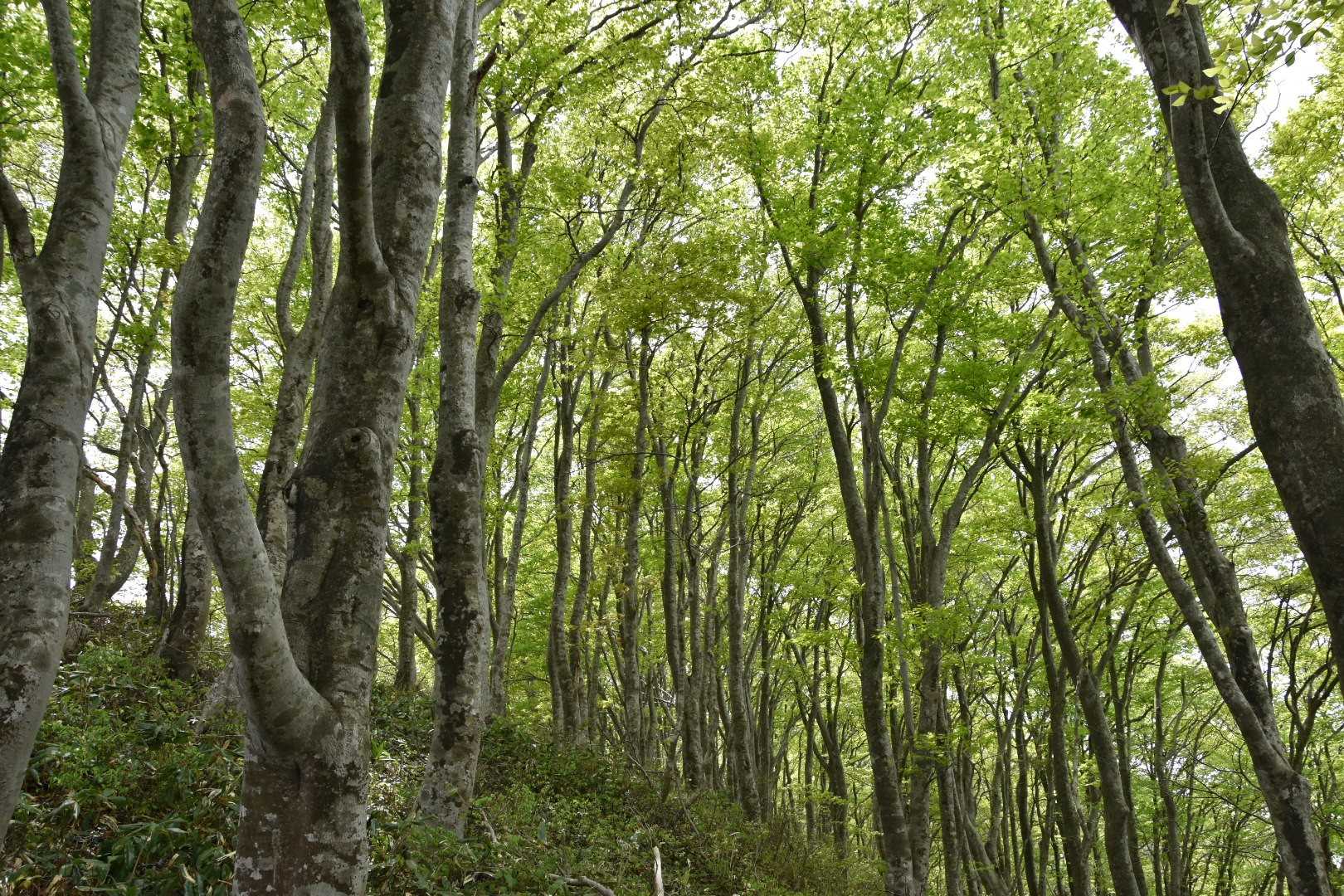 藤倉山 往復コースの写真