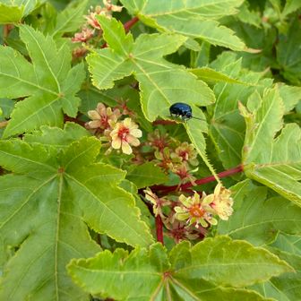 ハウチワカエデの花
黄色🟡
いつも赤いのしか見た事なかった