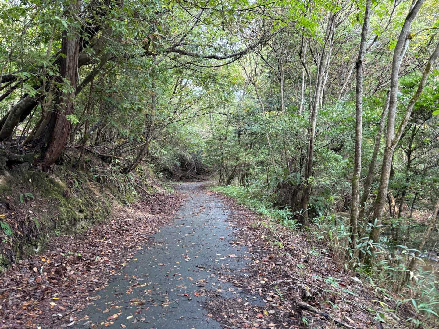 長い歩道ですが
ゆる～く下っているので
疲れず
サイコーです、🤣