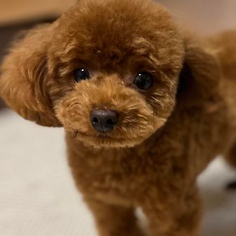 とと