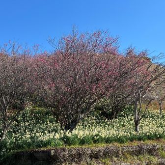 赤と白のコントラスト