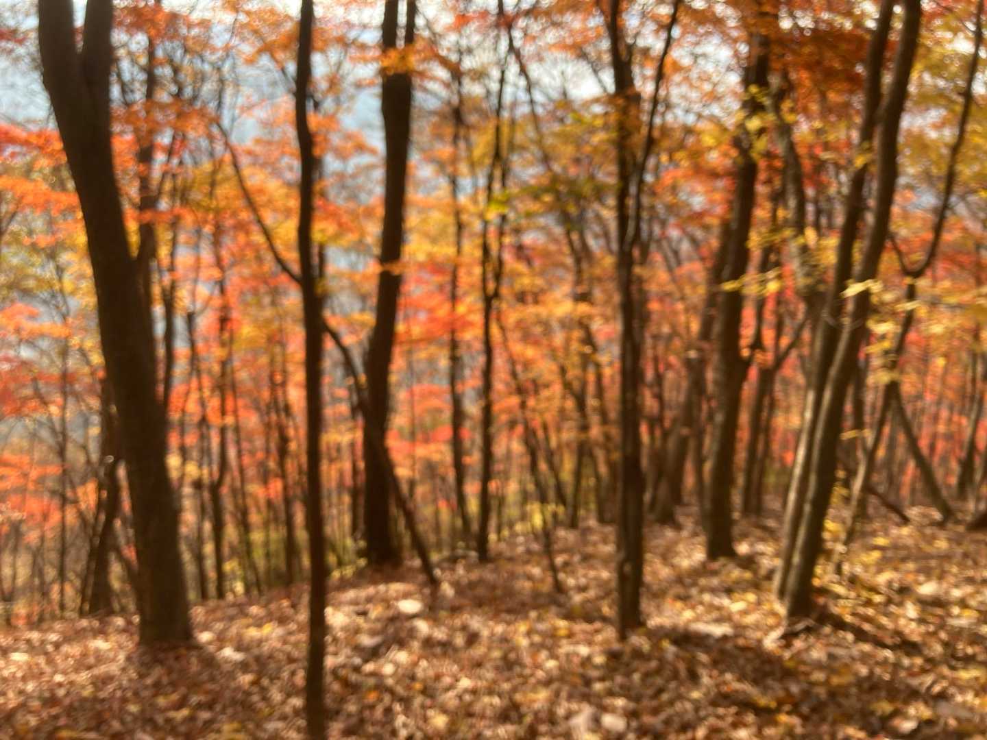 石尊山 往復コースの写真