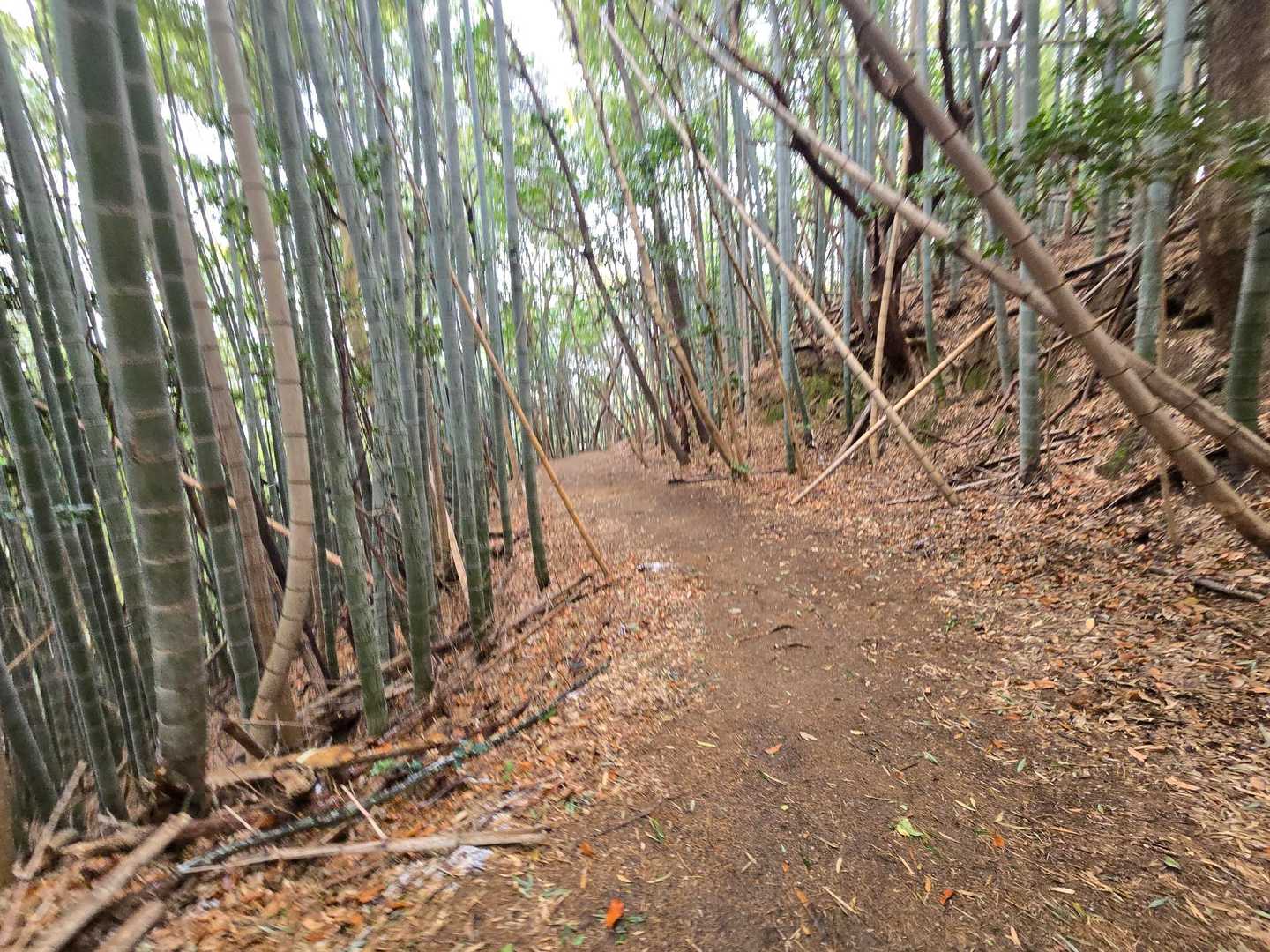 森山 往復コースの写真