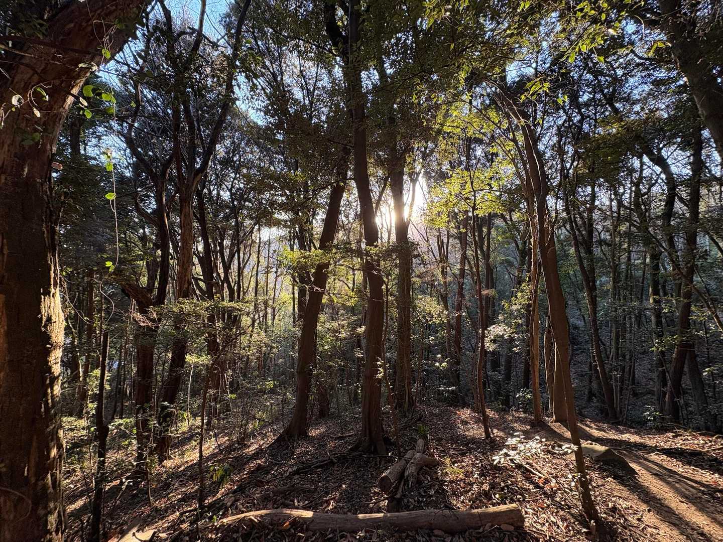 朝日峠ハイキングコース入口-小町山登山口-東城寺-宝篋山 往復コースの写真