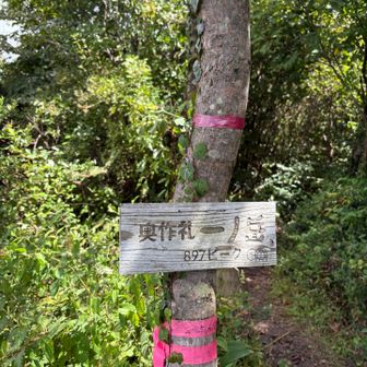 奥作礼一ノ岳　897ビーク🐢