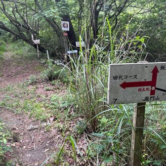さっき分岐にあった細〜いひもが気にはなりますが、ここから田代コースで下山してみます