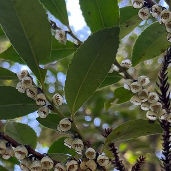 ヒサカキ

ちょっとコワイ
集合してても大丈夫なものとそうじゃないものがある
たぶん縁が茶色じゃなきゃ大丈夫だと思われる
