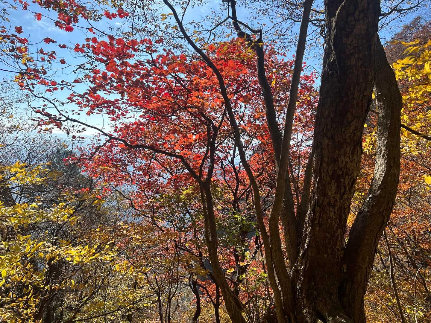 紅葉