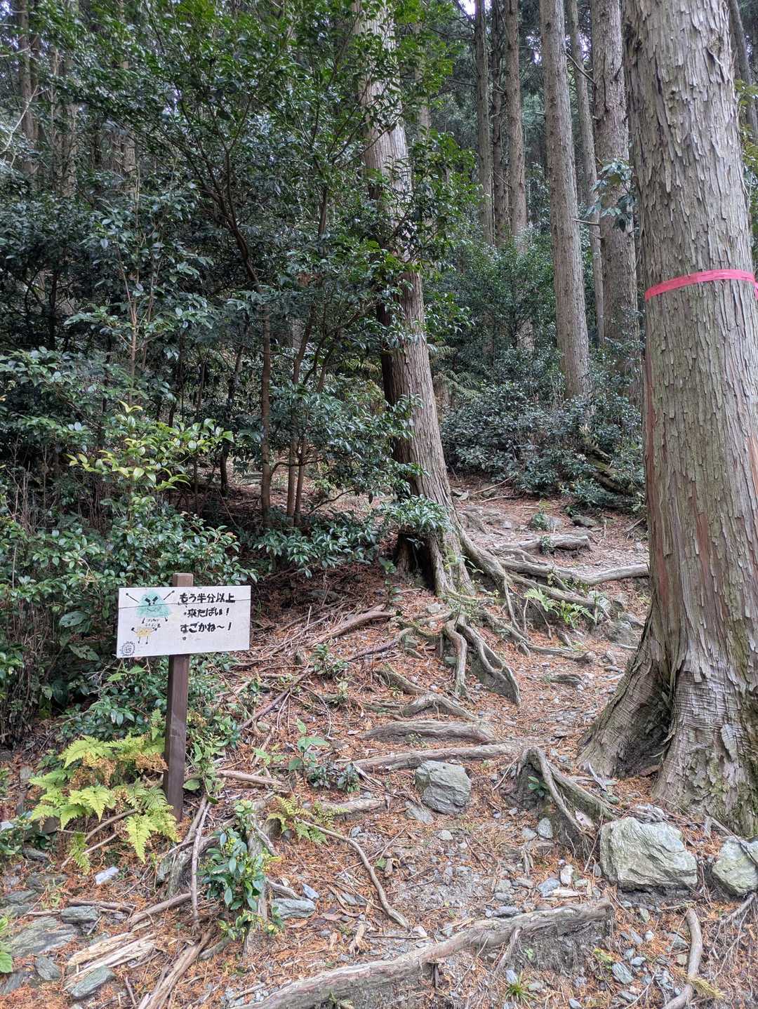 八郎岳 往復コースの写真