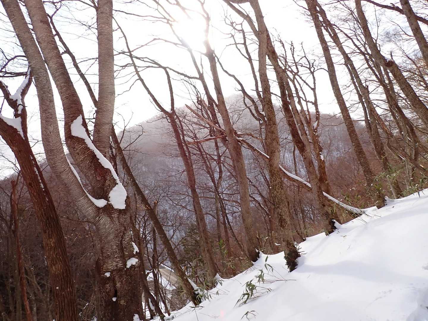猿ヶ鼻 往復コースの写真