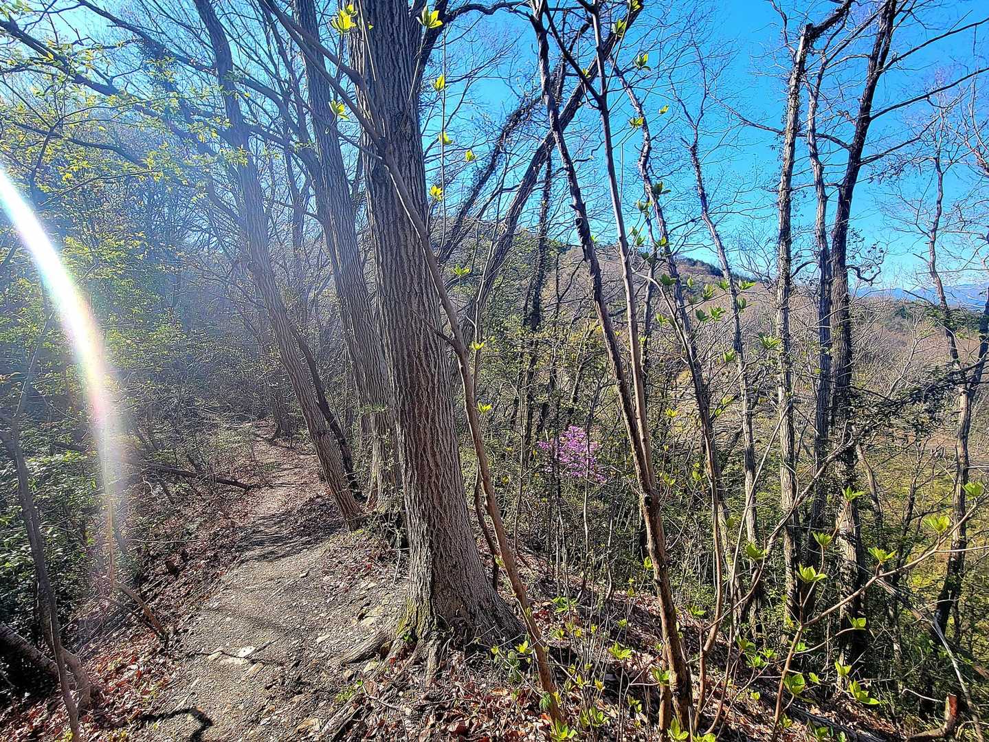 仙元山コース登山口-榛名神社-簑山-関東ふれあいの道登山口 往復コースの写真